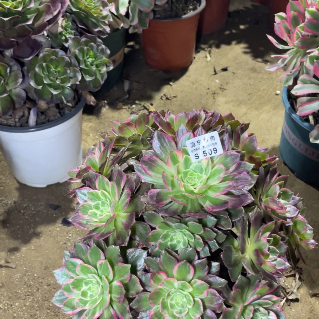 509万花筒多肉法师断枝不包