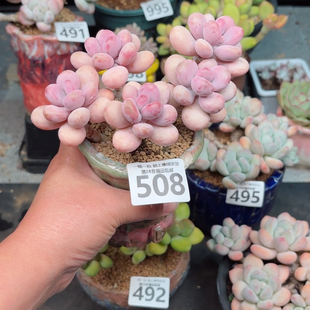 糖果桃蛋5头无盆土发货