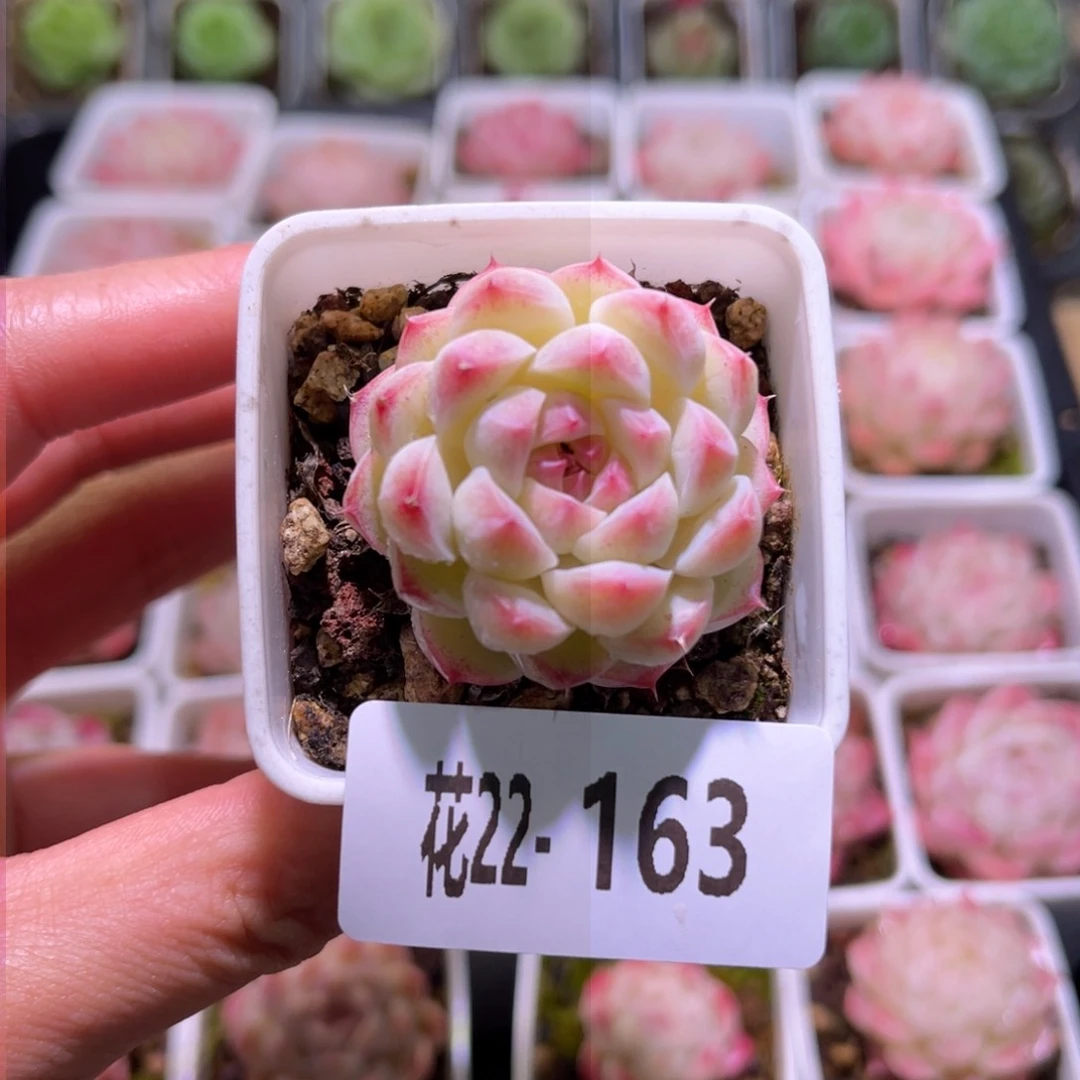 花利美22-163新品