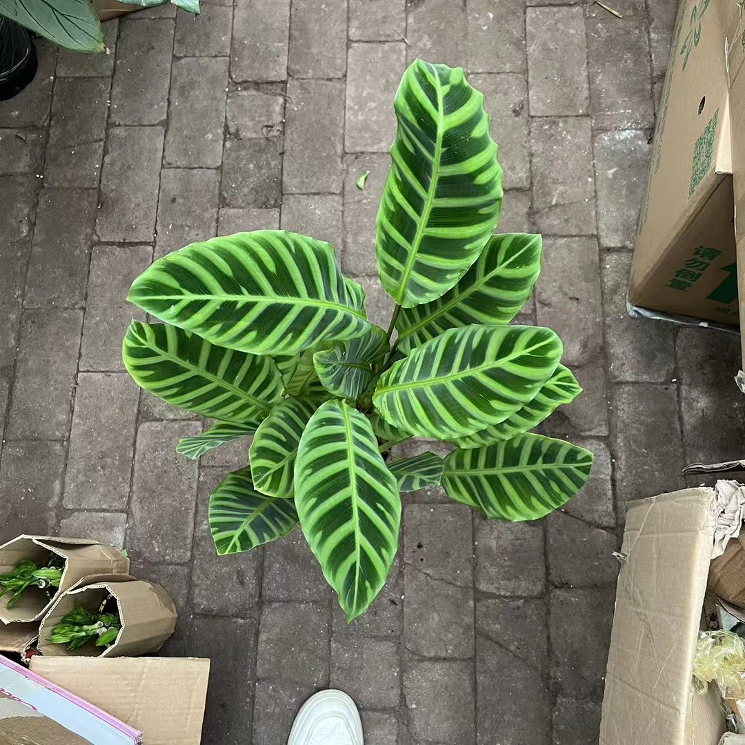 140青背天鹅绒室内盆栽