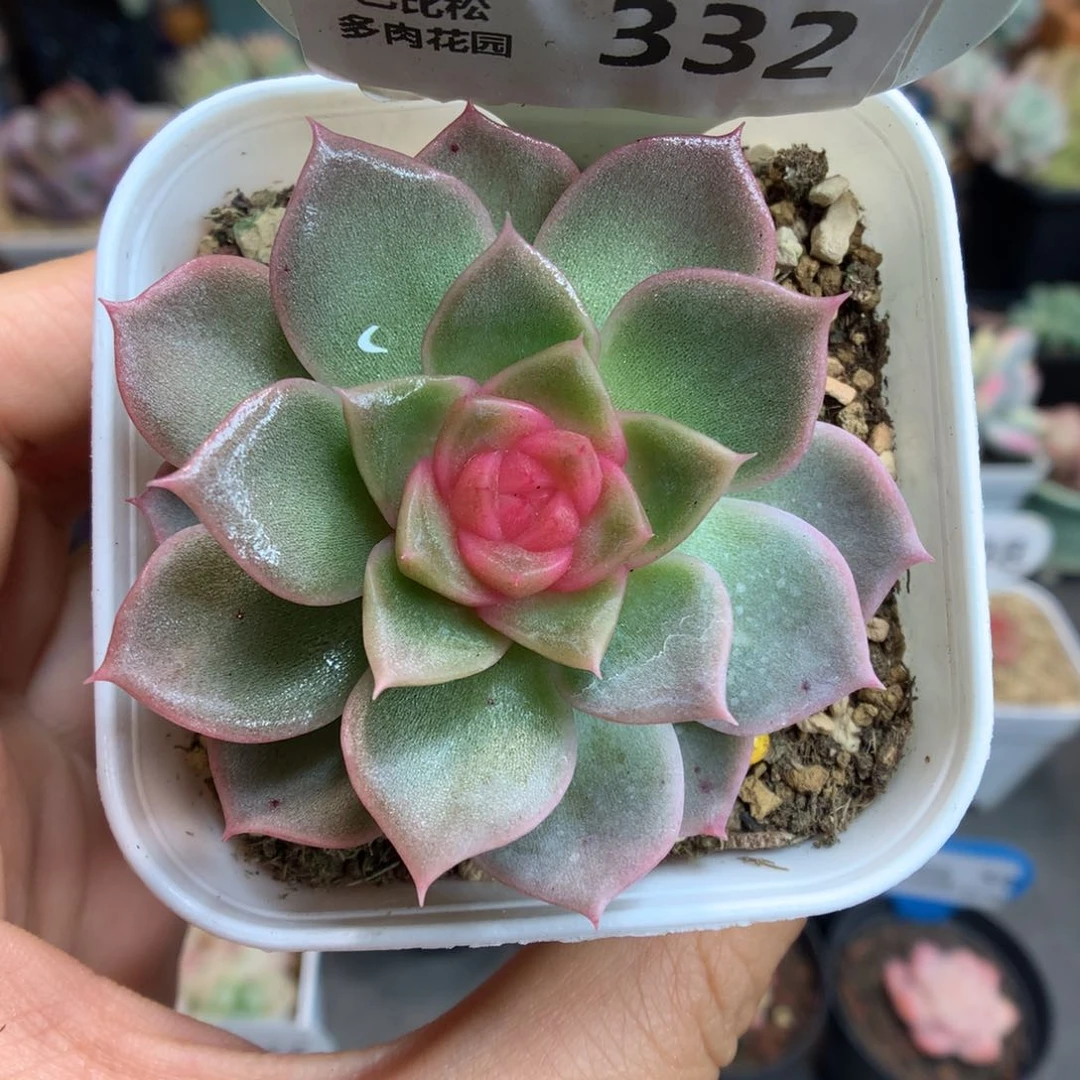332甜心多肉植物一物一拍