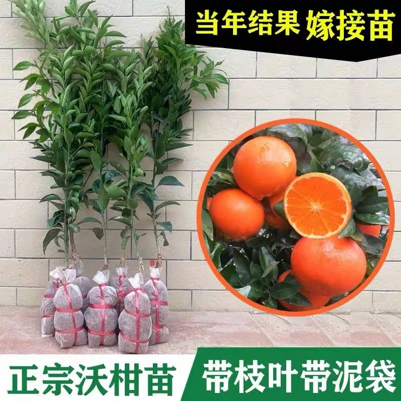 广西武鸣沃柑树苗广西高产沃柑苗正宗091无籽沃柑树苗嫁接柑橘苗