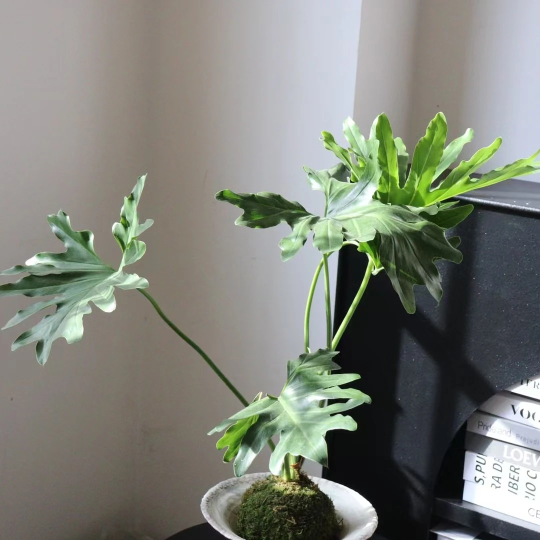 苔藓水培春羽适合家居摆放