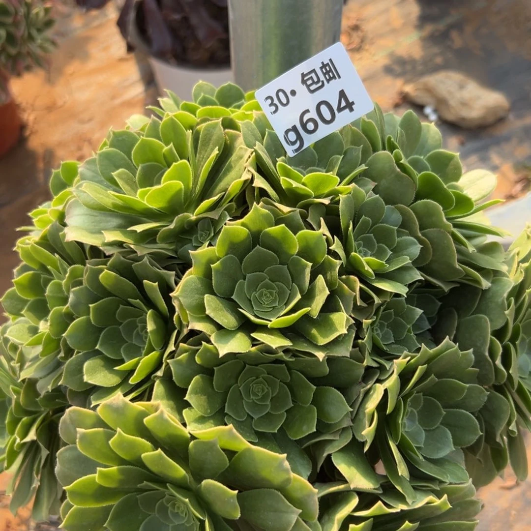 604 多肉法师绿杨蓉