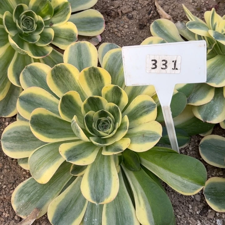 331香炉盘白锦花脸