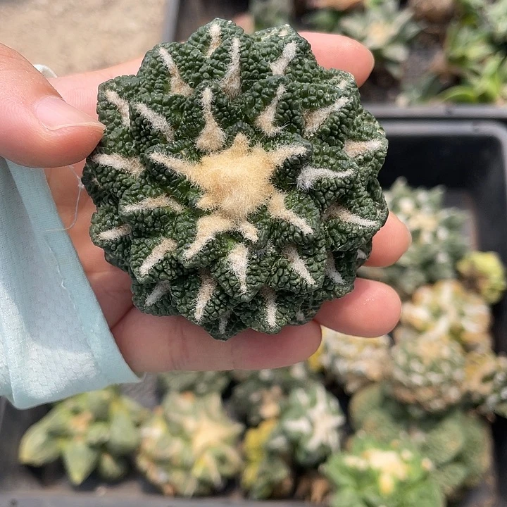 自根龟甲黑牡丹螺旋的