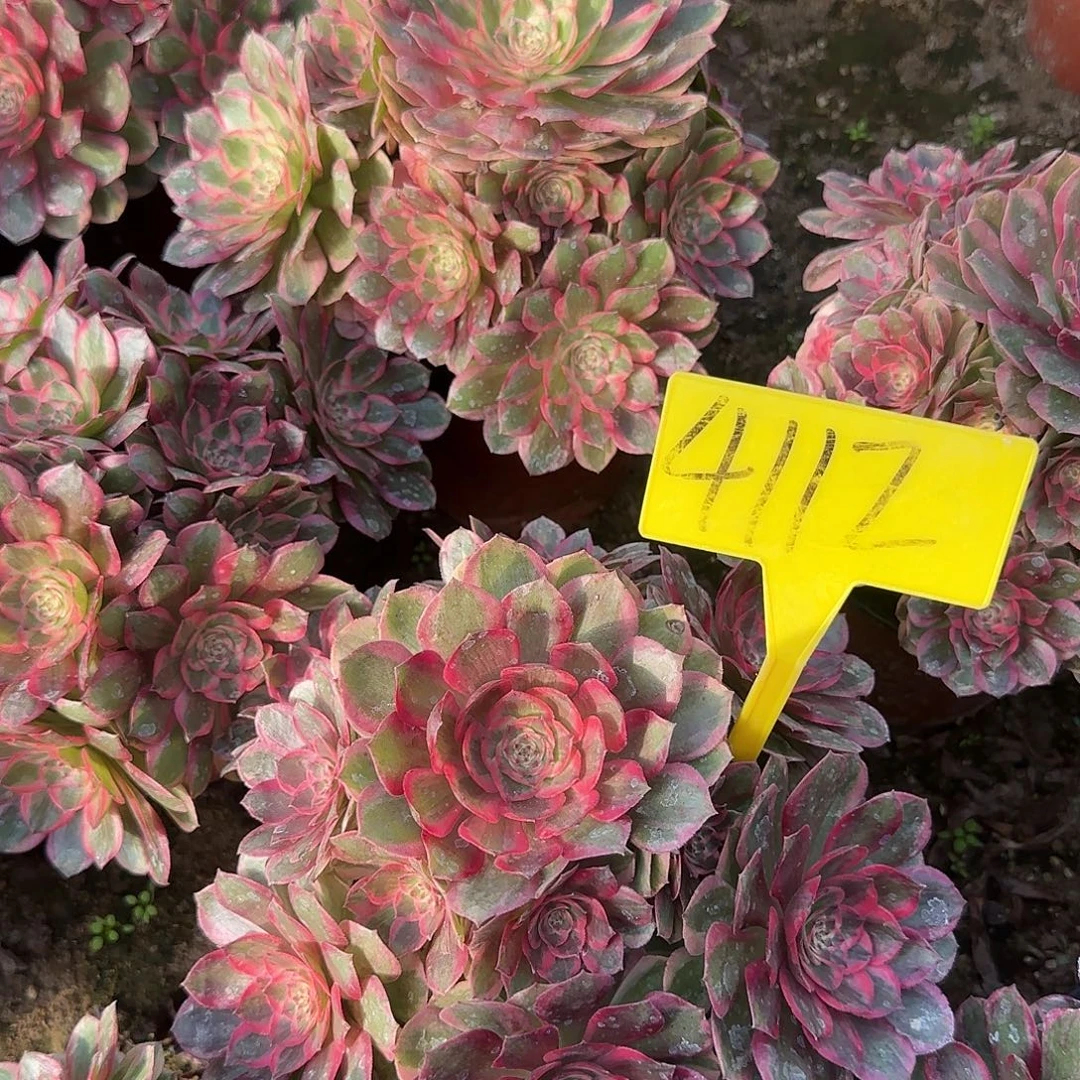 4112--云荷多头多肉