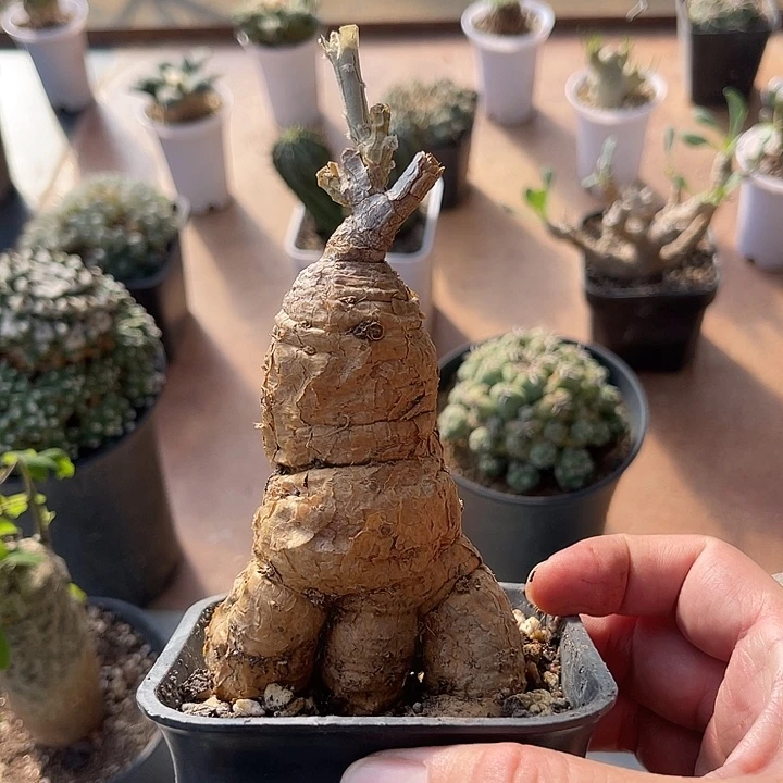 无花朵实生格尔格块根