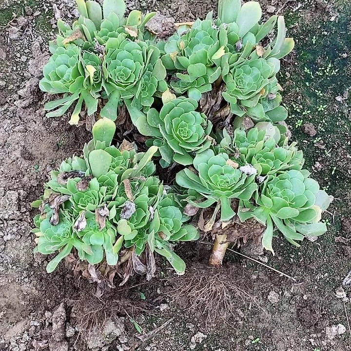 绿羊绒手棒花老桩4颗40元
