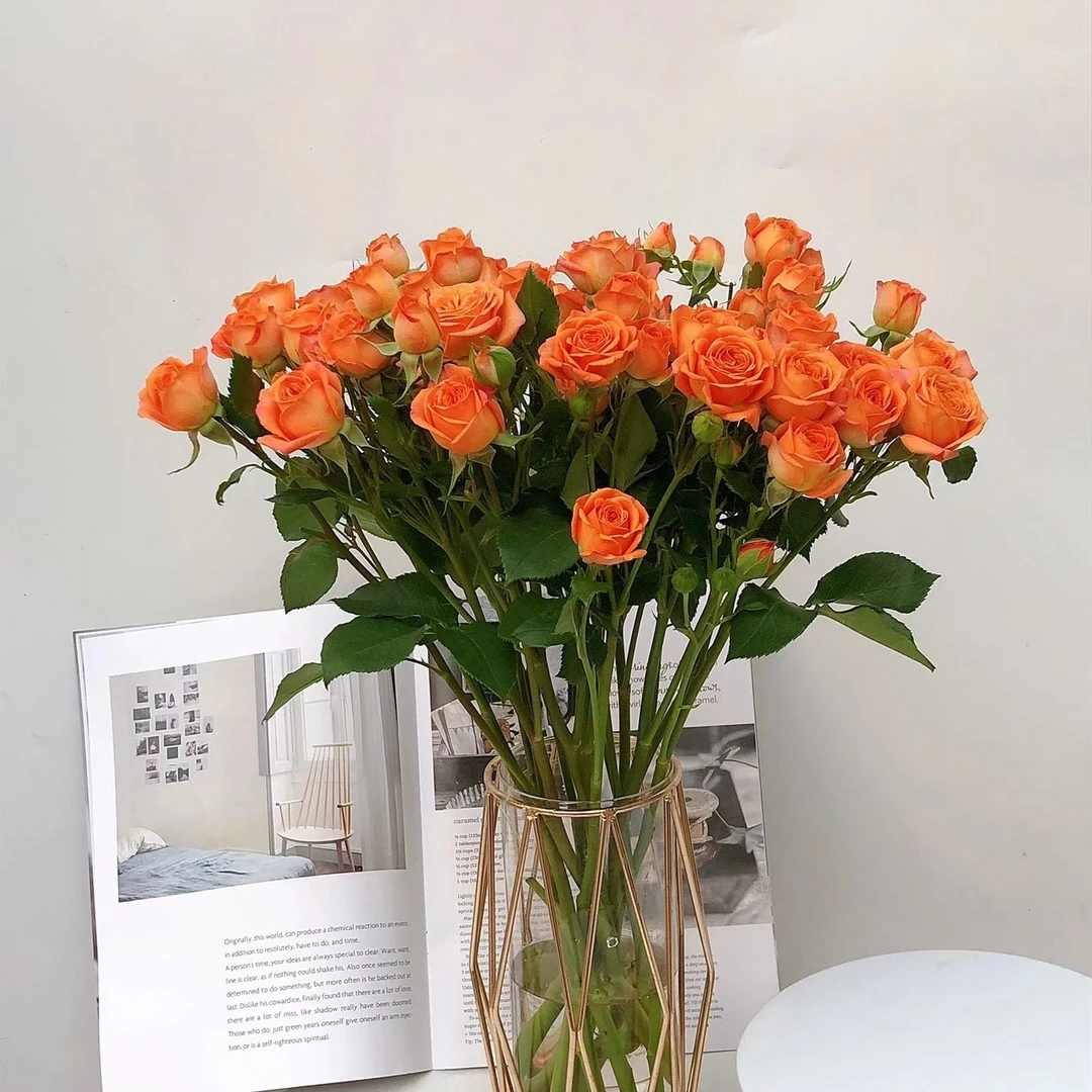 5枝橙泡泡多头玫瑰