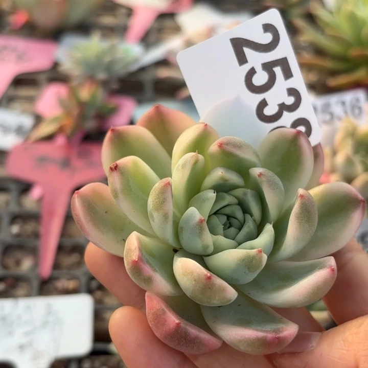 头盖锦多肉植物满18包邮低于零下8度请勿下单