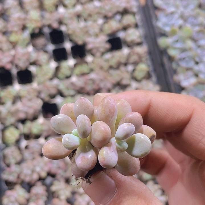 桃蛋精品多肉量拍