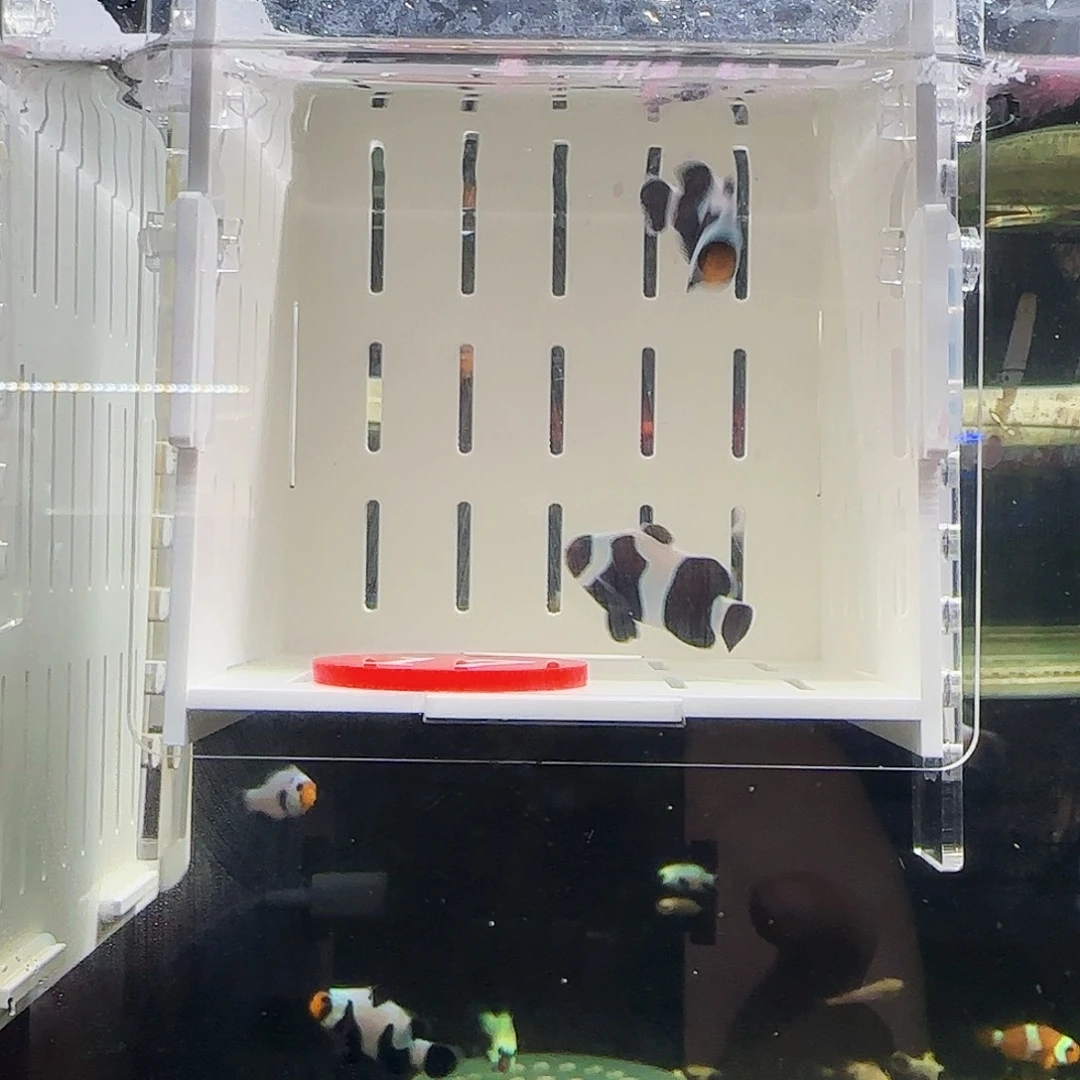 海水鱼达芬奇小丑鱼后代