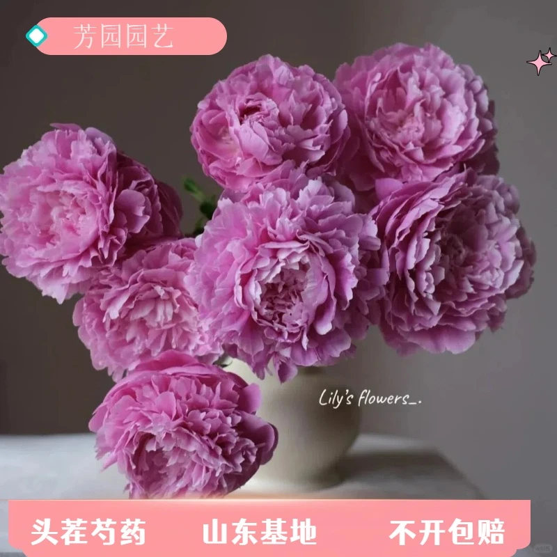【少女妝】芍药鲜切花重瓣大芍药山东基地直发