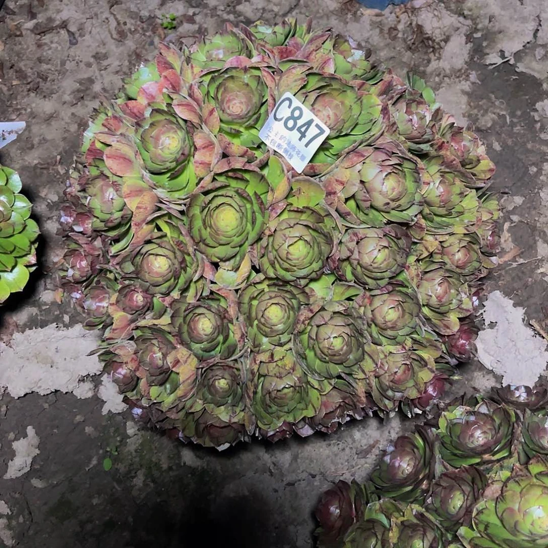 法师法师14//5包邮法师