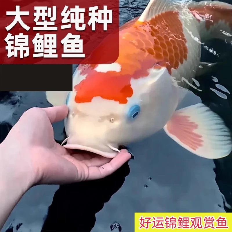 20-23公分锦鲤混色3条精品锦鲤鱼纯种红白观赏鱼冷水鱼