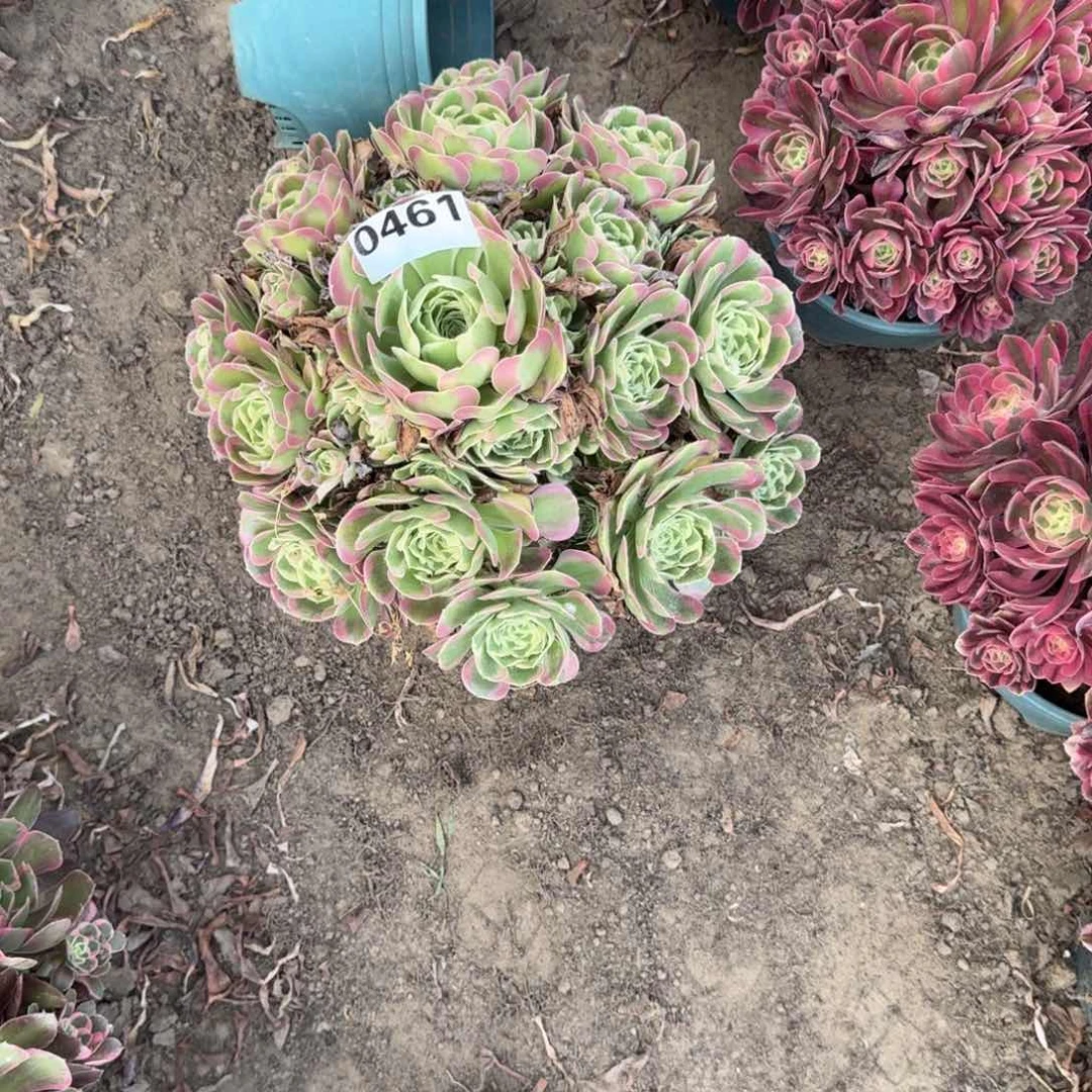 Y***-法师白凤老桩特价无售后461发走18-49