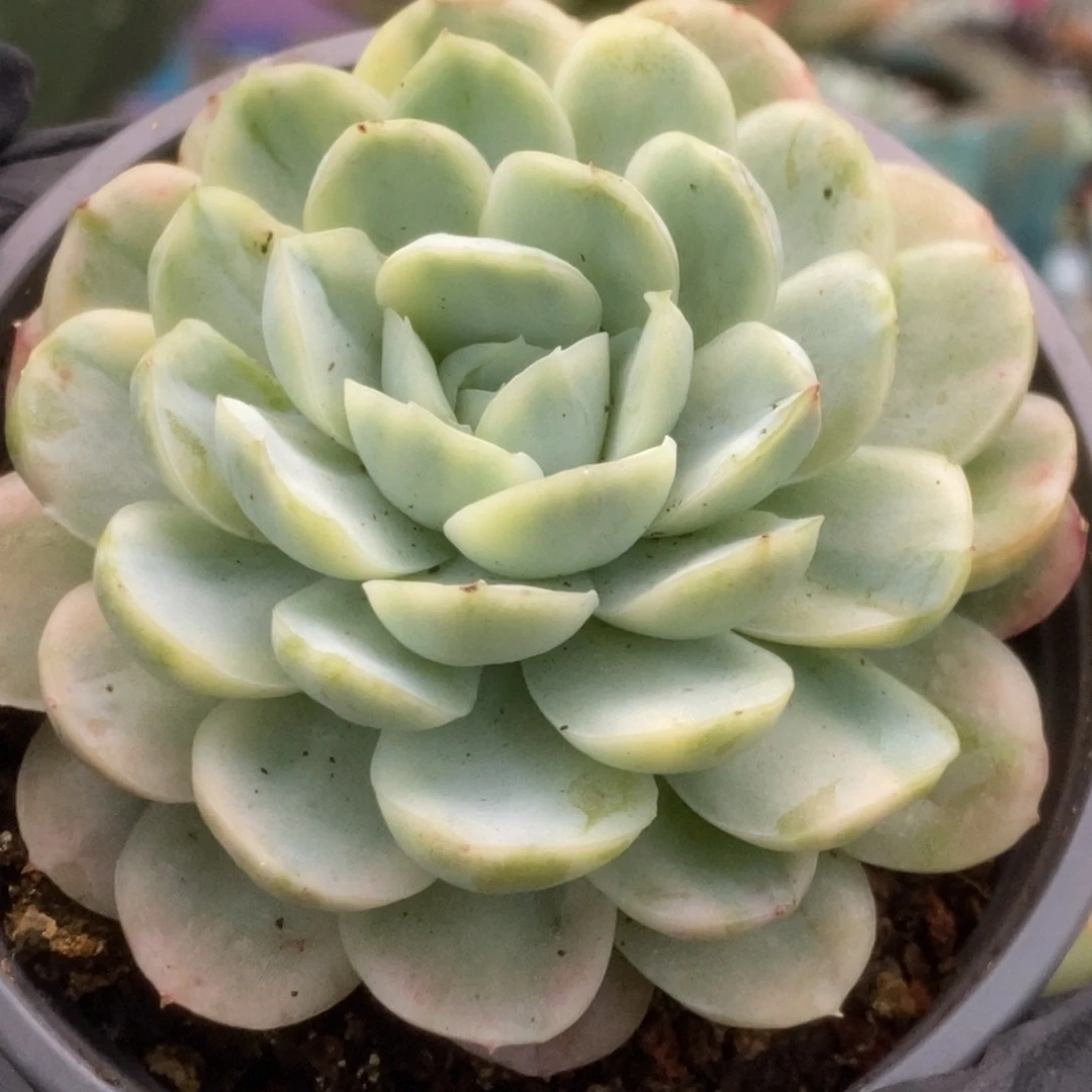 699贝瑞锦锦锦锦锦