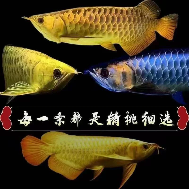 观赏鱼套餐定制版