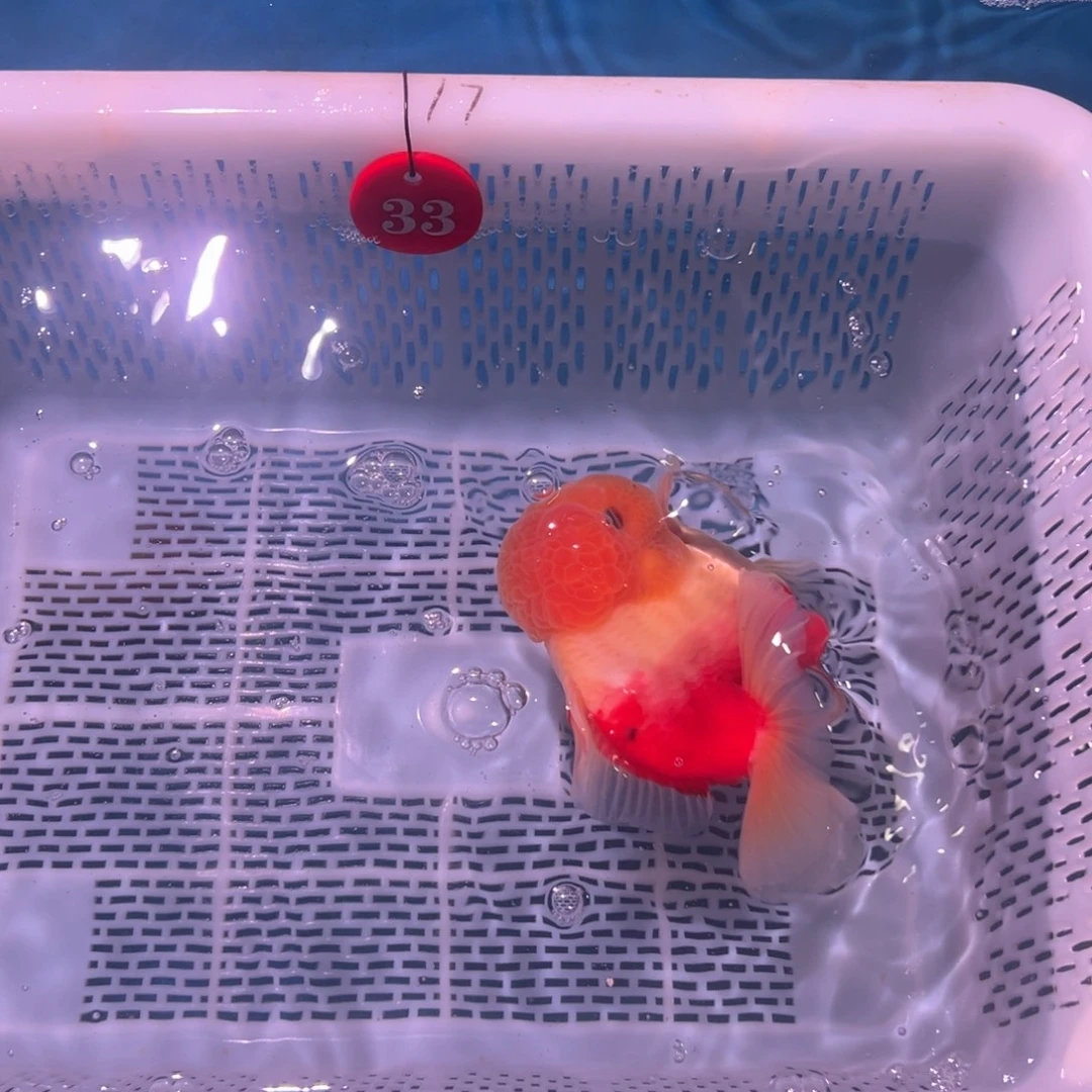 真***哇海水鱼我要看电视啊