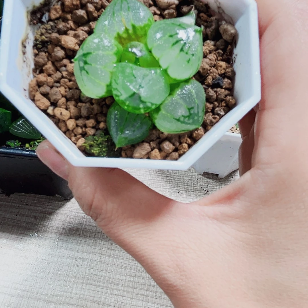虞美人多肉植物6666