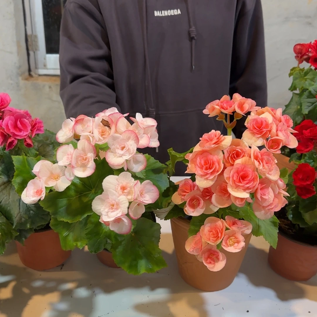 丽格妮可➕凯米拉掉花折叶正常介意勿拍