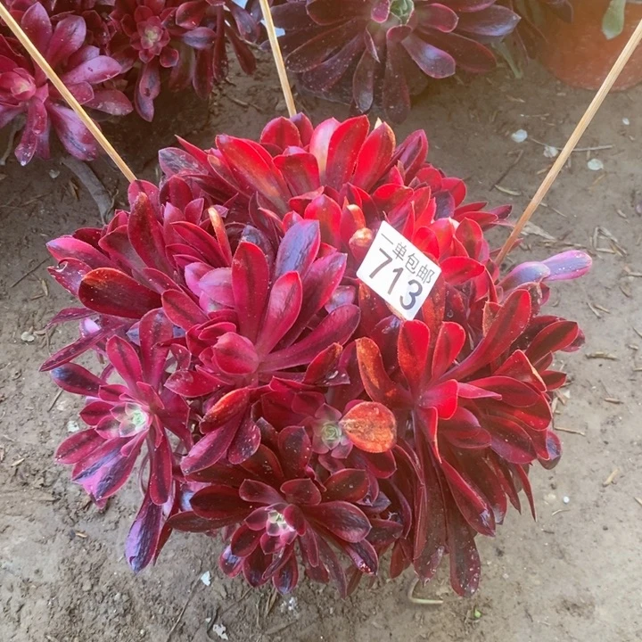 713美杜莎绣球多肉