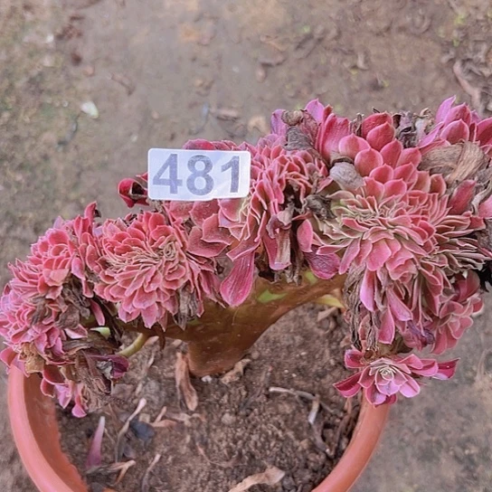9***8多肉植物一个美杜莎