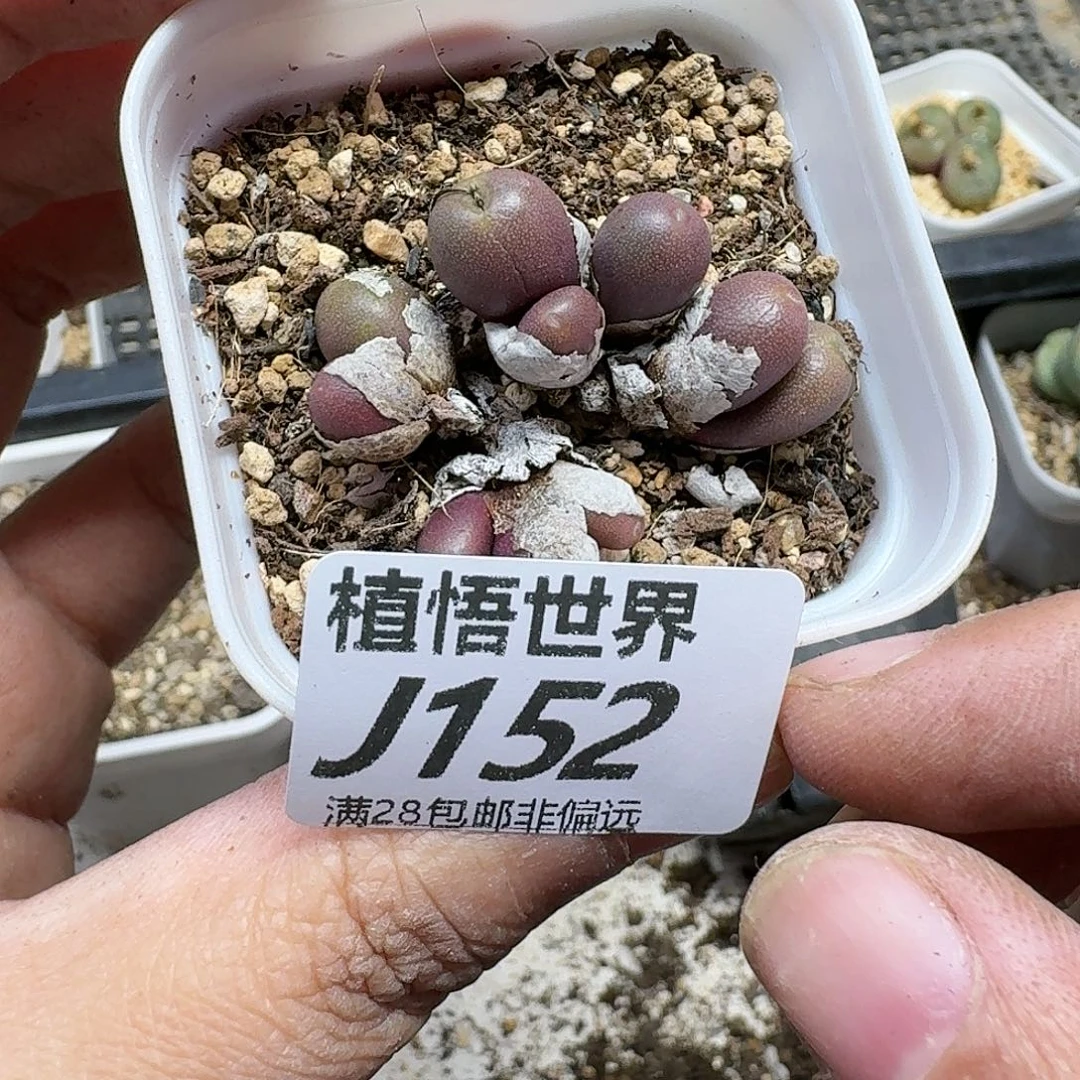 多肉植物的润泽fhb