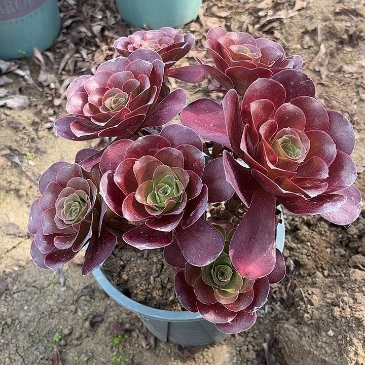 多肉植物瑰金玫瑰15