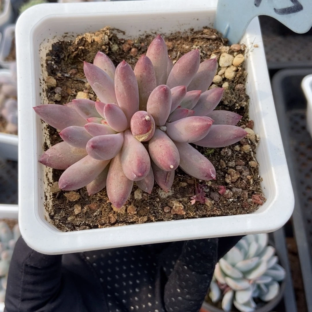 6075虞美人多肉植物保护