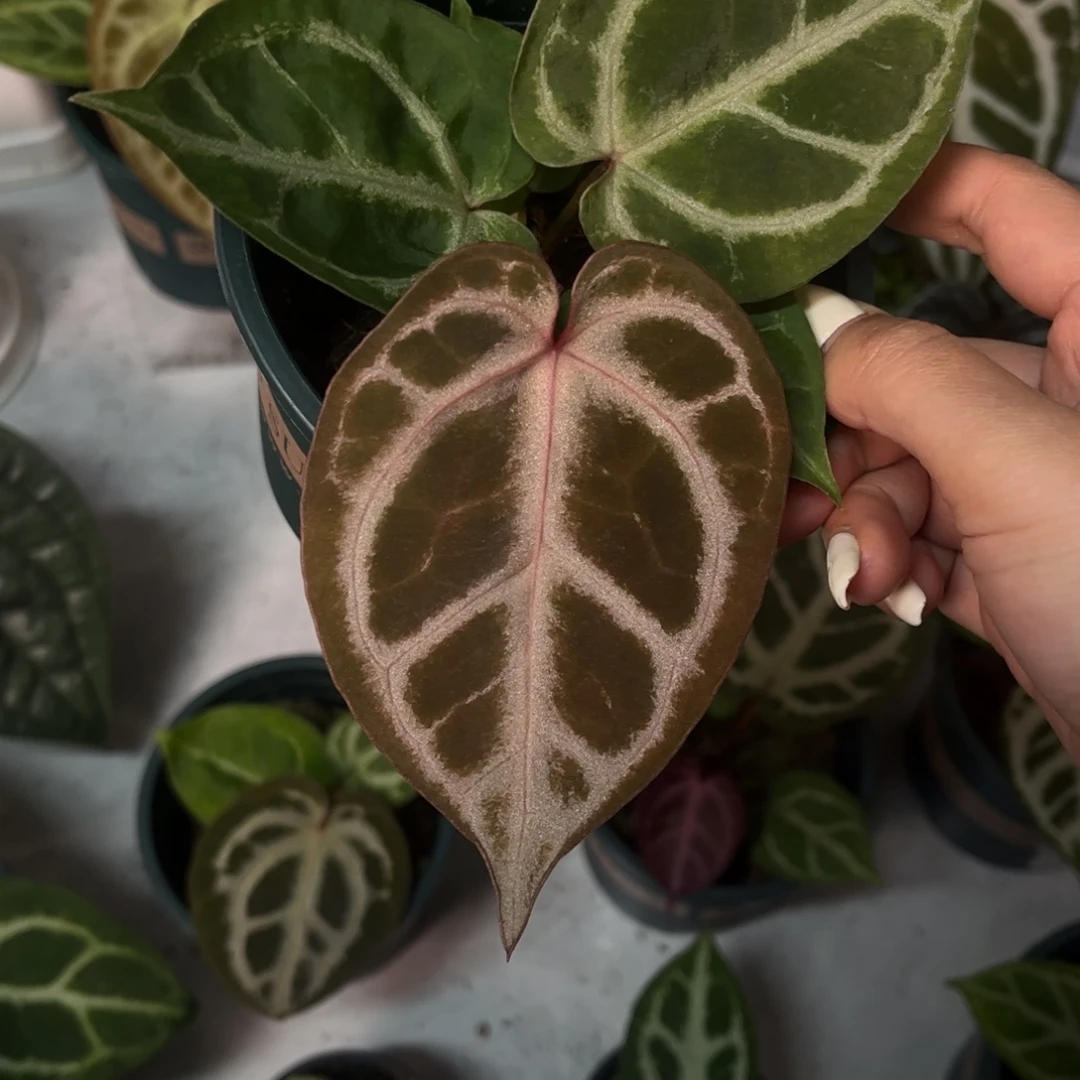 无花朵粉色面纱杂