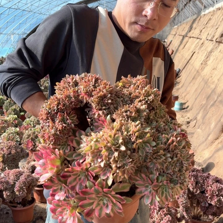 精品超大粉女郎缀化
