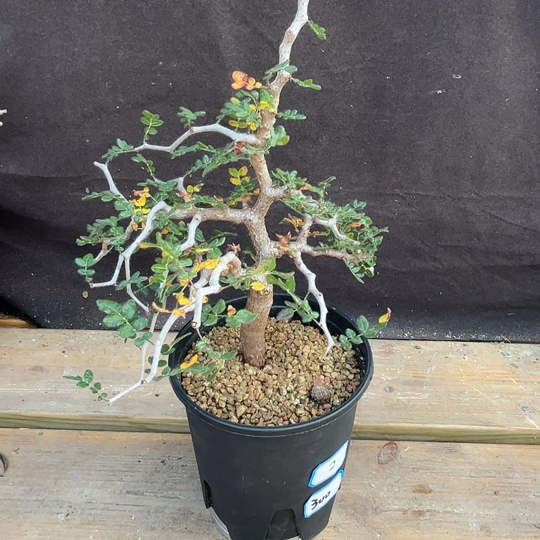 汤圆植物滔天橄榄树型好看