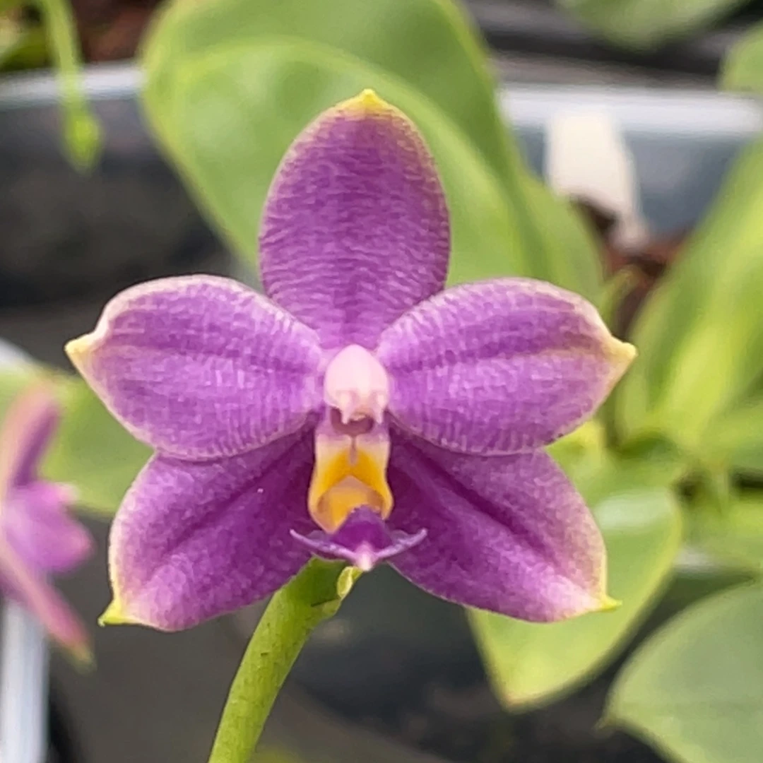 当前无花栽培后可以开花