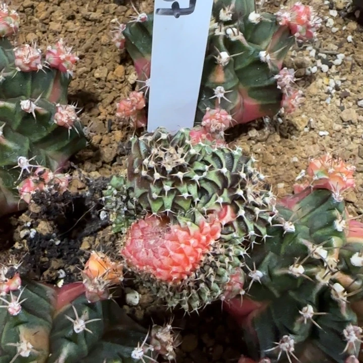 167-0120实生泰国发货多肉