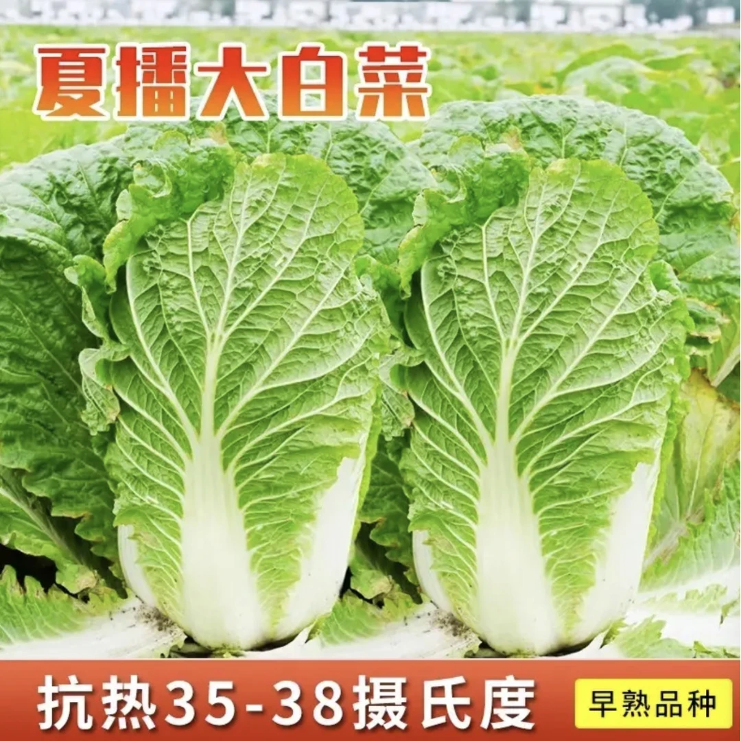 夏阳50大白菜种子早熟抗热耐高温四季可种白菜种子特级白菜种子