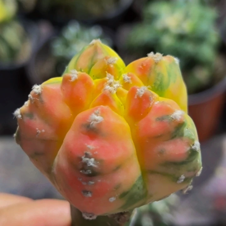 无花朵红锦散班龟甲鸾凤玉锦450