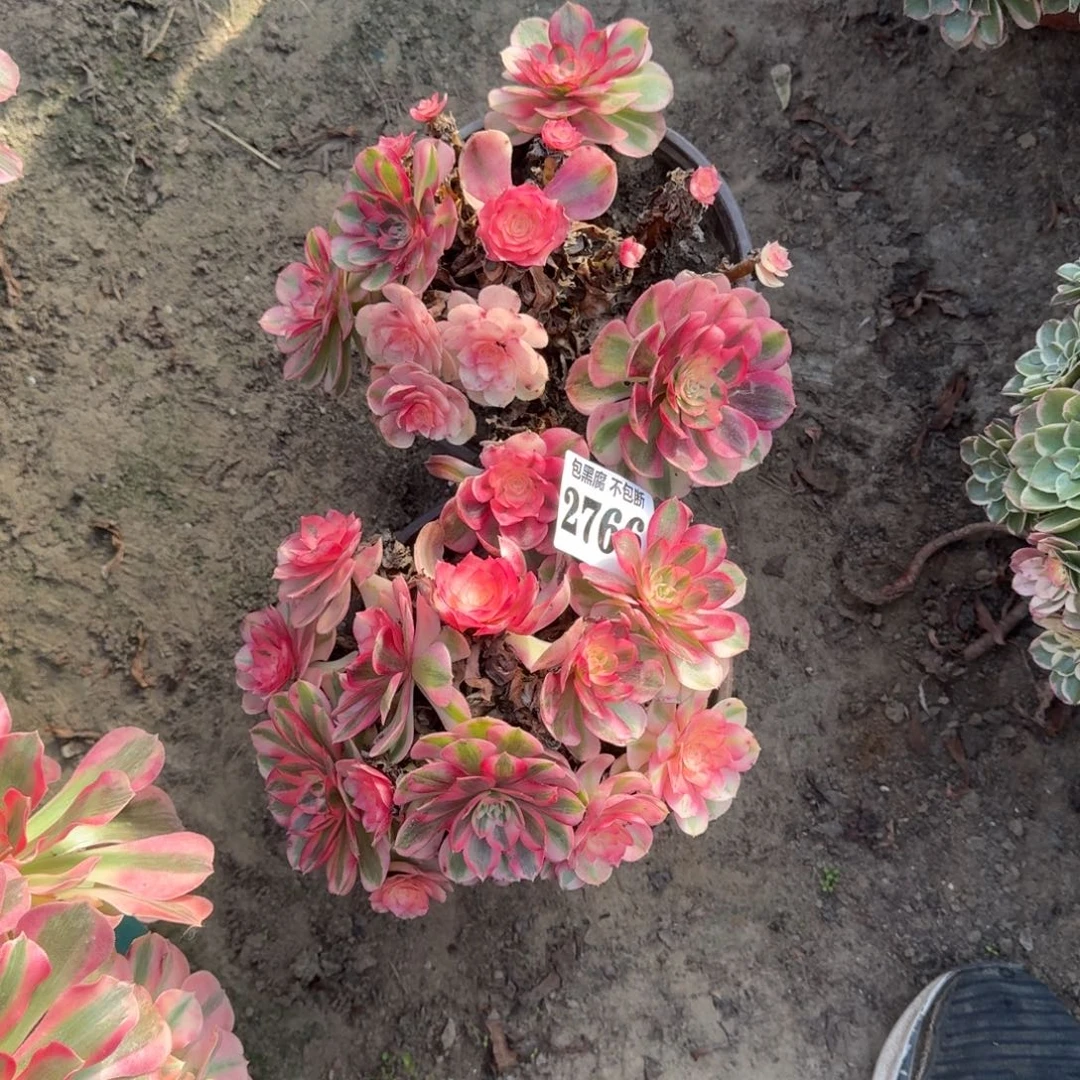 18-11法师倾城2颗2766