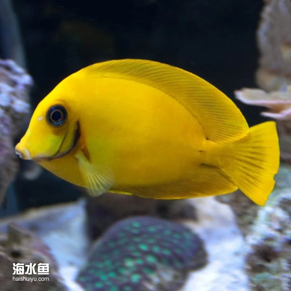 黄吊 海水观赏鱼