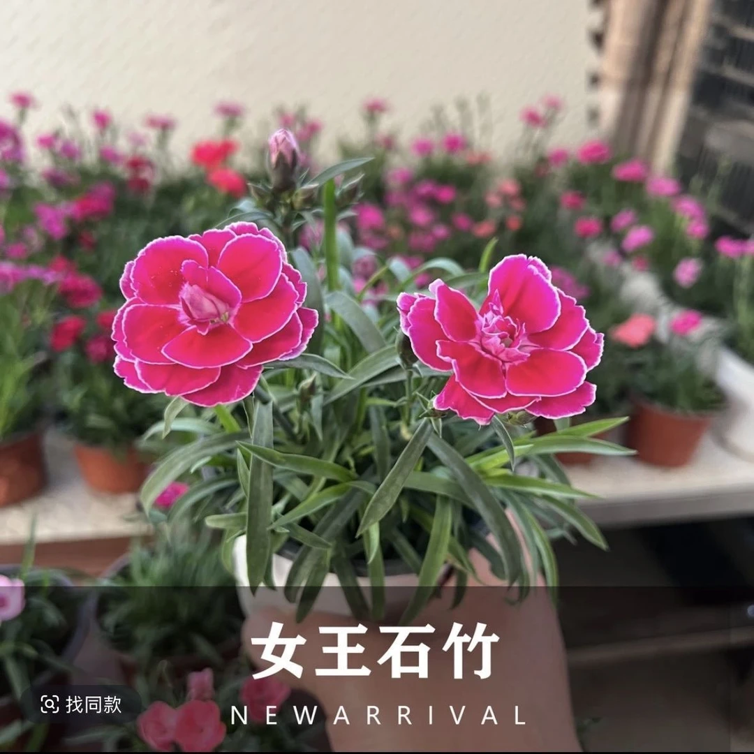 女王石竹盆栽花卉阳台室内卧室庭院冬季耐寒耐热多年生四季开花