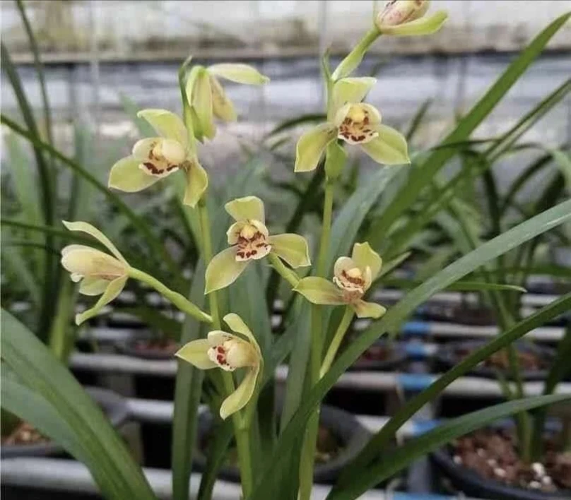 建兰【宜宾荷仙】国兰花卉盆栽室内绿植四季好养办公室