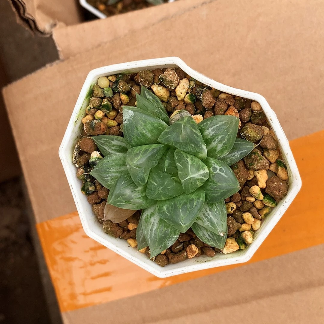 船***长一物一拍，带盆带土