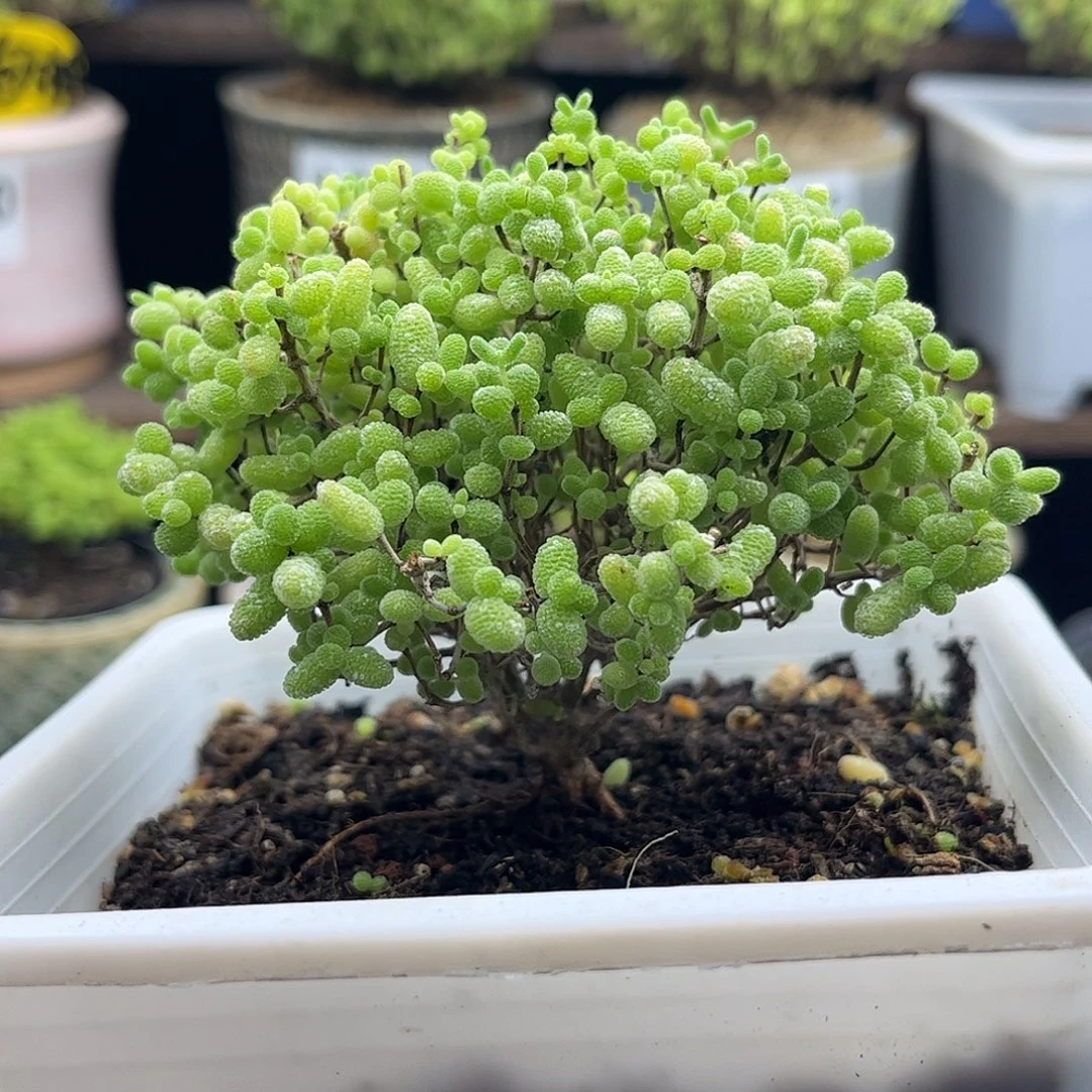 29蜜桔糖球优选枝干番杏