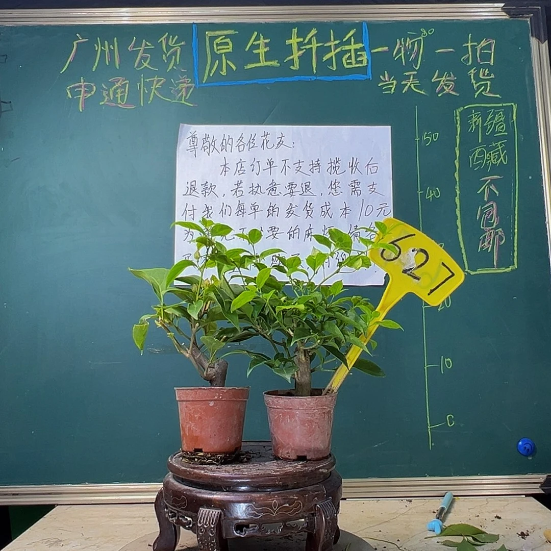 当前无花栽培后可以开花绿叶双色掌中宝 白雪公主掌中宝 627