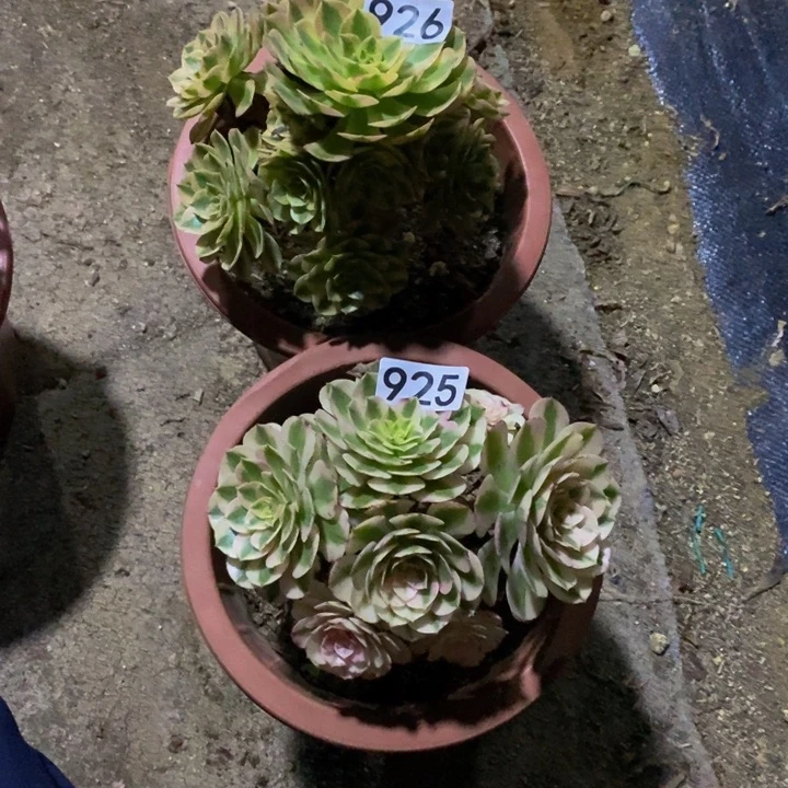 英*万白926倾城925