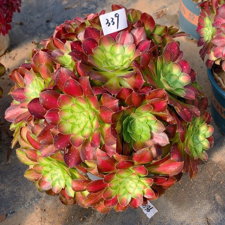 339韶华花绣球朵朵