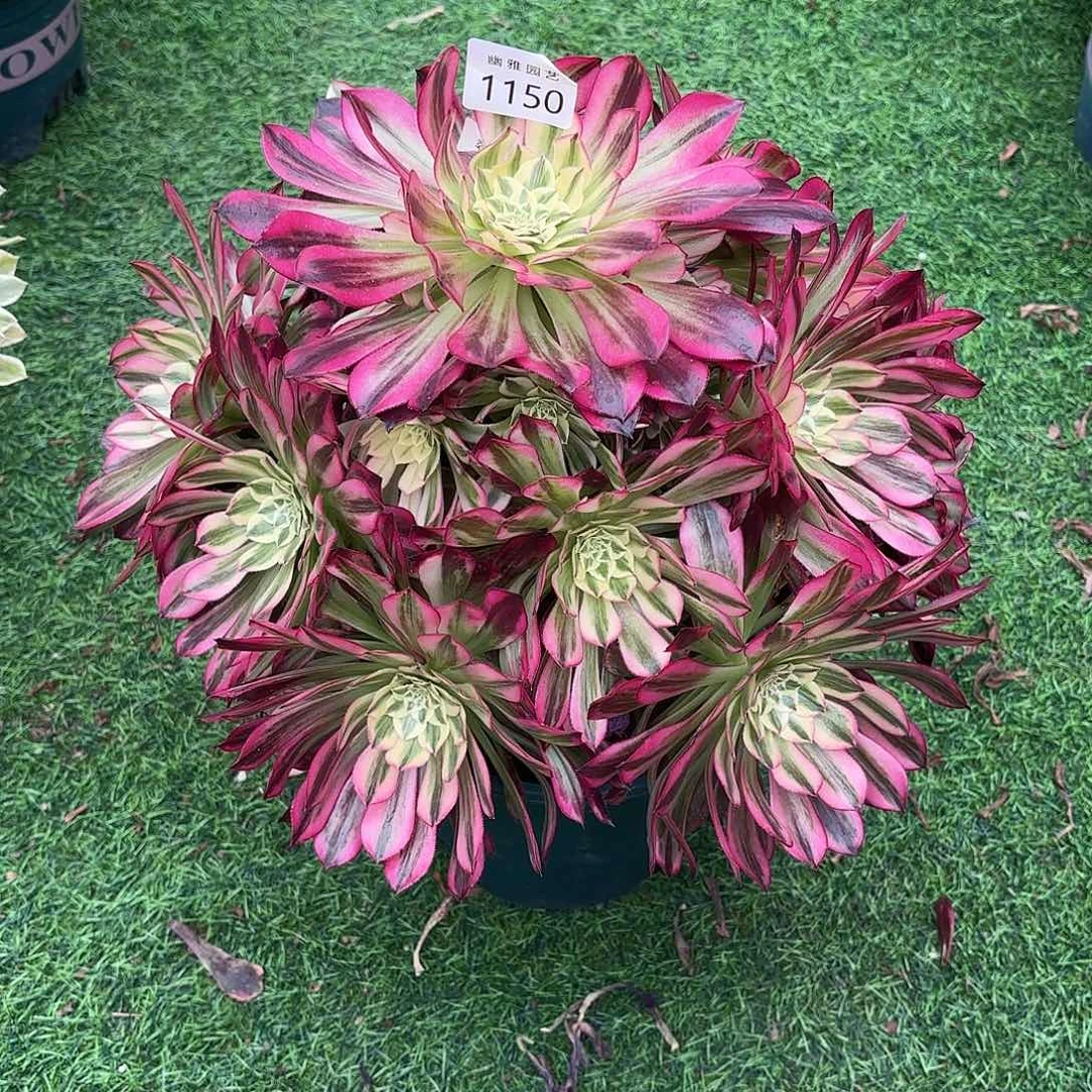 多肉法师天河1150