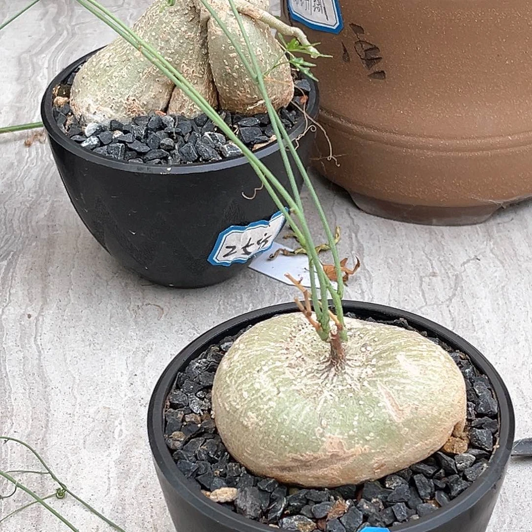 野***子潮流植物彩叶西番莲