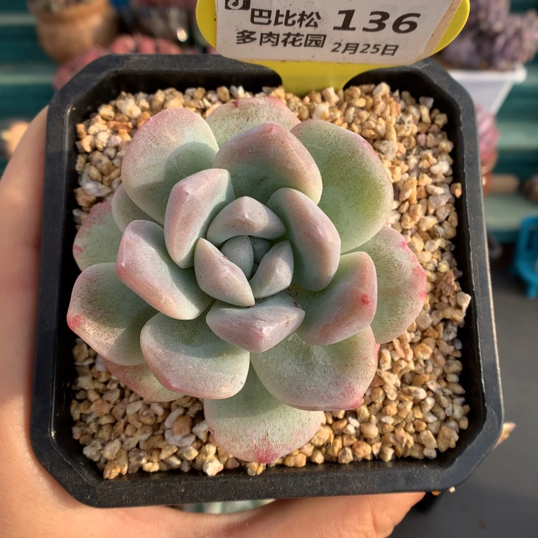 136紫体冰玉石化多肉植物